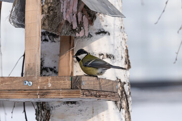 Parus major tit sits on the edge of a feeder in early spring