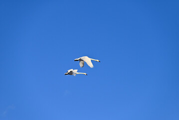 The arrival of swans, Utsunomiya, Tochigi