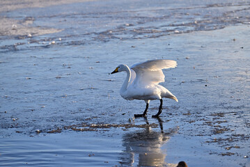 The arrival of swans, Utsunomiya, Tochigi