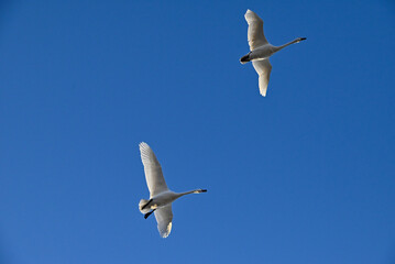 The arrival of swans, Utsunomiya, Tochigi