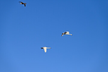 The arrival of swans, Utsunomiya, Tochigi