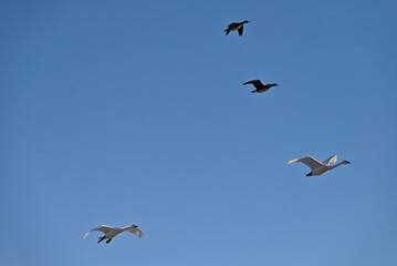 The arrival of swans, Utsunomiya, Tochigi