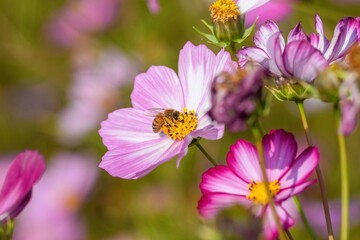 花粉をいっぱいつけてピンクのコスモスの蜜を集めるミツバチ