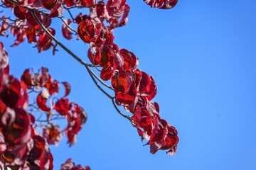 青空バックに見上げる真っ赤に染まったハナミズキの紅葉