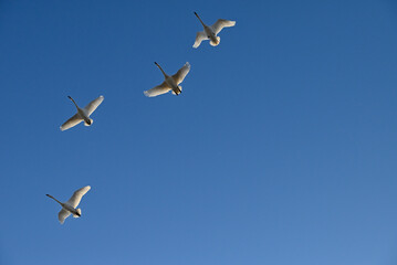 The arrival of swans, Utsunomiya, Tochigi
