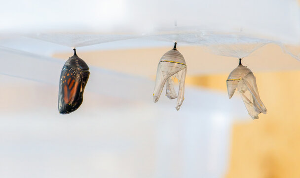 monarch butterfly emerging from chrysalis