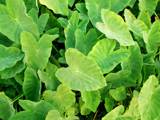 Green colocasia leaves with dew drops on it's surface