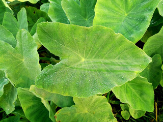Green colocasia leaves with dew drops on it's surface