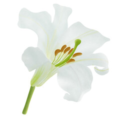 Royal white lilies, branches with flowers, buds. Flowers on a white background.