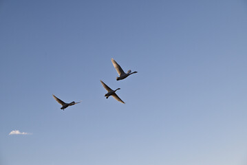 The arrival of swans, Utsunomiya, Tochigi
