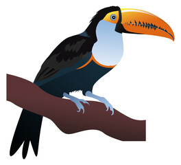 toucan, bird, bird, nature, colorful birds, beautiful birds