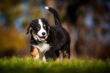 Berner Sennenhund Welpe