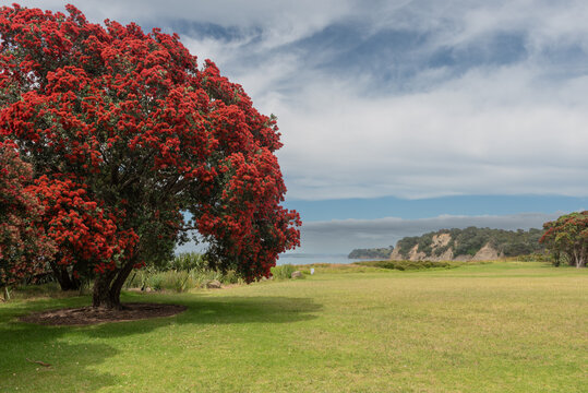 Flowering pohutukawa tree , metresideros excelsa, at Te Haruhi Bay, Shakespear Regional Park, Auckland, New Zealand. The pohutukawa is known as New Zealand's Christmas tree.