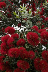 Bright crimson flowers of the pohutukawa tree metrosideros excelsa, also known as the New Zealand Christmas tree. Tawharanui Regional Park, Auckland, New Zealand.