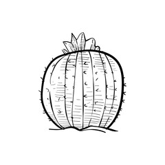cactus handdrawn illustration