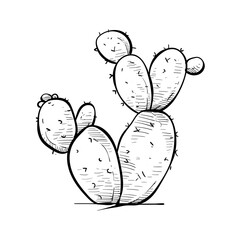 cactus handdrawn illustration