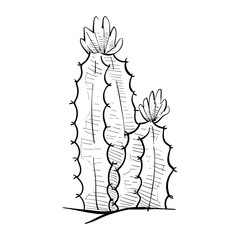 cactus handdrawn illustration