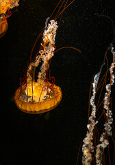 jellyfish in aquarium