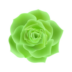 Vector green rose flowers realistic isolated on white