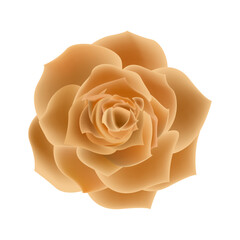 Vector orange rose flowers realistic isolated on white