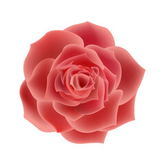 Vector red rose flowers realistic isolated on white