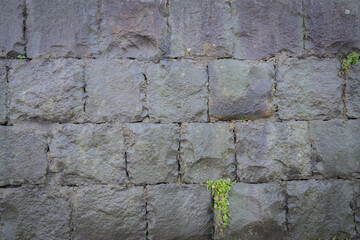 The background of the old wall is made of cement blocks, with clumps and small grasses. The background is an abstract wall texture.