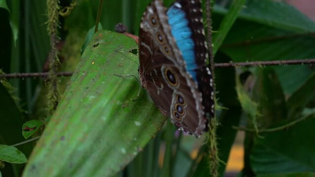 Closeup footage of the Blue morphos Butterfly, and the orange and black in Costa Rica