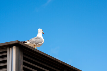 Seagull on the roof of a hut in the city of Gijon, Asturias. Spain.