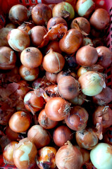 Obraz premium Onions are an import and export commodity