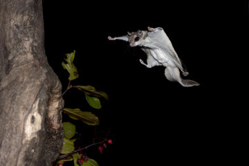 Glide to land, Southern Flying Squirrel (Glaucomy volans) approaches its tree target. Nocturnal creature leaps from branches to trunks to navigate the night forest. White underbelly exposed to fly