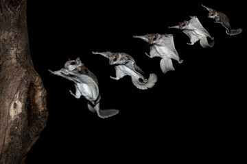Photo composition of five Southern Flying Squirrels (Glaucomys volans) gliding to land on a tree trunk. Nocturnal and active at night the small rodent jumps from tree to tree in search of food 