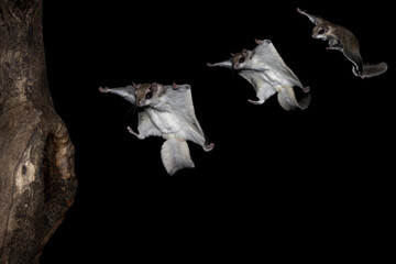 Composition of Southern Flying Squirrel (Glaucomys volans) flightpath. Stages of the tiny rodents glide from perch to tree trunk. Spreads its membrane to fly through the air. Small nocturnal rodent  - obrazy, fototapety, plakaty