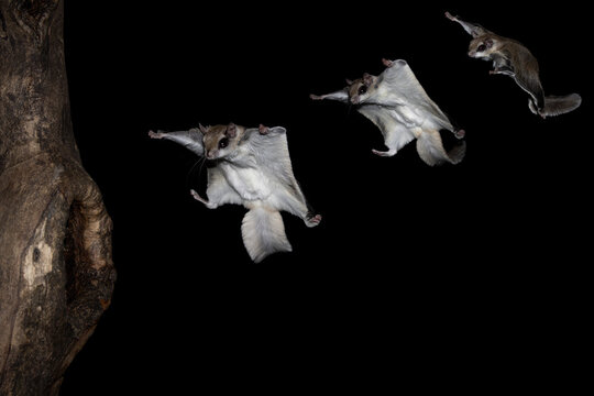 Composition of Southern Flying Squirrel (Glaucomys volans) flightpath. Stages of the tiny rodents glide from perch to tree trunk. Spreads its membrane to fly through the air. Small nocturnal rodent 