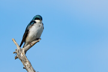Iridescent Tree Swallow Surveys Surroundings from a Dead Snag