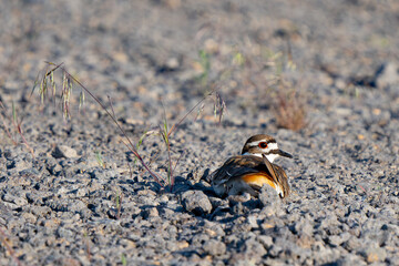 Killdeer Rests on a Rocky Lakeshore