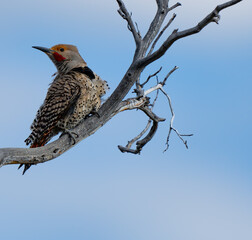 Portrait of a Northern Flicker in a Dead Snag