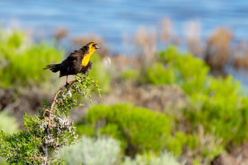 Young Male Yellow-Headed Blackbird Sings to Establish Territory in Spring