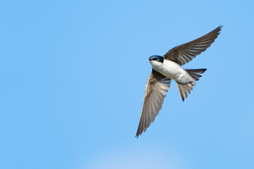 Graceful Tree Swallow in Mid-Air