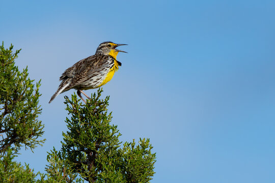 Western Meadowlark Singing in a Juniper Tree in Spring