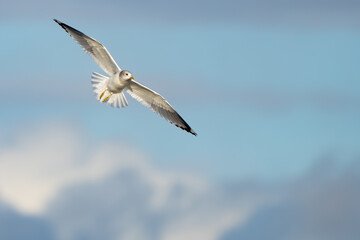 Beautiful Short-Billed Gull Flying in Afternnon Light