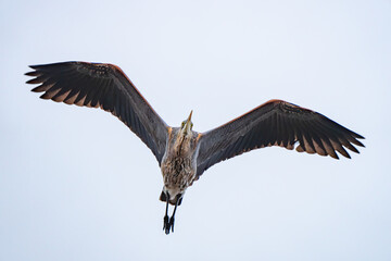 Great Blue Heron Flies Overhead Showing Not His Best Side