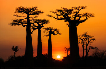 Baobab Alley at Sunset in Madagascar
