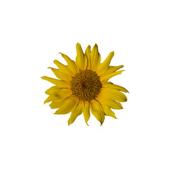 Sunflower with transparaent background for design