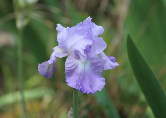 Purple Iris pallida growing in a garden