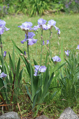 Fototapeta premium Purple Iris pallida plants growing in a garden