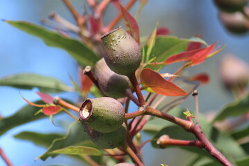 Corymbia ficifolia or Redflower gum growing in a garden. Pictured the fruit is a woody urn-shaped...