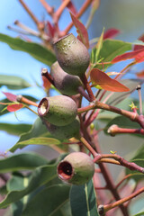 Corymbia ficifolia or Redflower gum growing in a garden. Pictured the fruit is a woody urn-shaped...