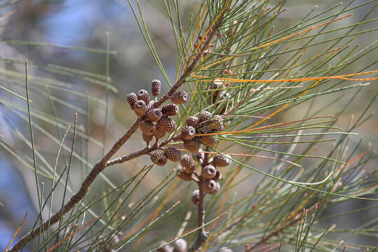 Cones on a Allocasuarina verticillata, commonly known as drooping sheoak