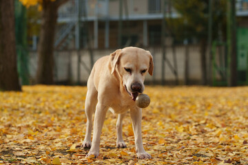 ラブラドールレトリバー 大型犬 ラブラドール labrador
