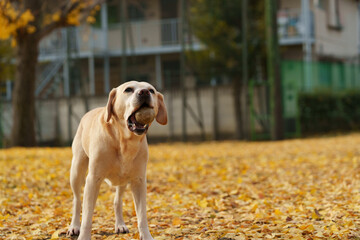 ラブラドールレトリバー 大型犬 ラブラドール labrador